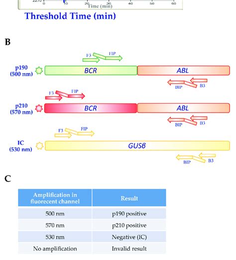 Bcr Abl1 Q Lamp Assay A Representative Amplification Curves For