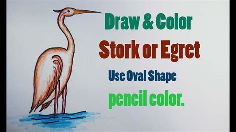 How To Draw Stork Draw Egret Drawing Stork Art Egret Draw Color
