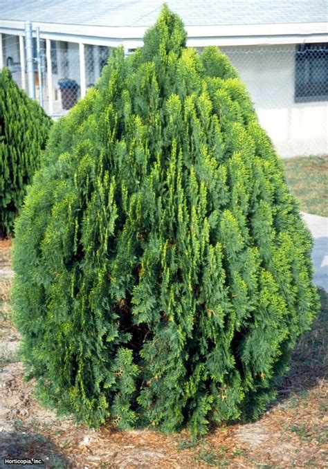 Oriental Arborvitae Platycladus Orientalis Hgtv Gardens Planting