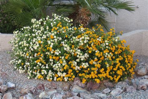 4608 x 3456 jpeg 5151 кб. Easy-Growing Desert Plant Lantana