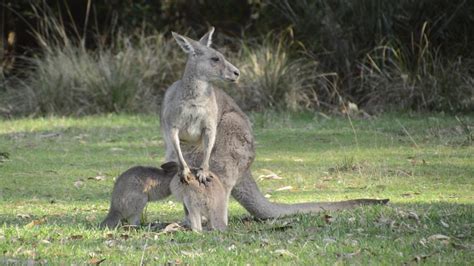 Kangaroo Twin Joeys Youtube