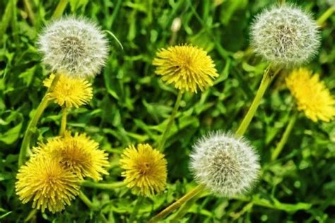 Arugula Vs Dandelion What They Are And How Theyre Different Foodiosity