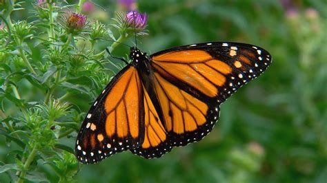 Monarch Butterfly Wallpaper 64 Pictures