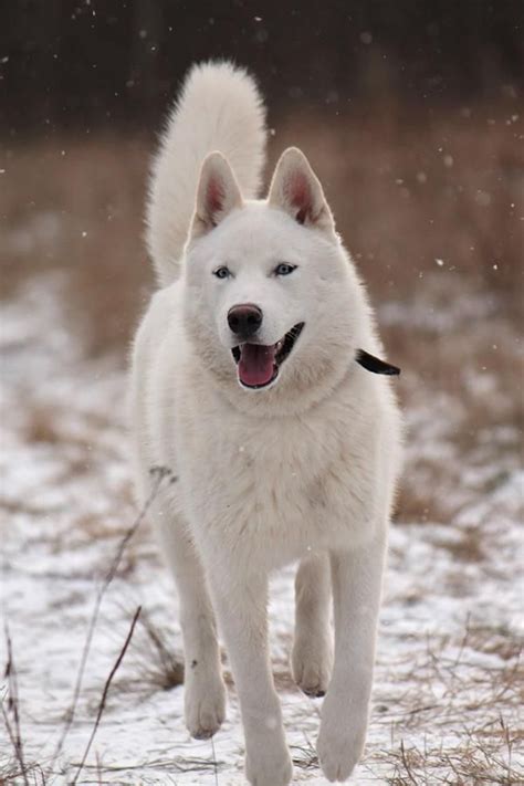 White Husky Animals Make Me Happy Pinterest