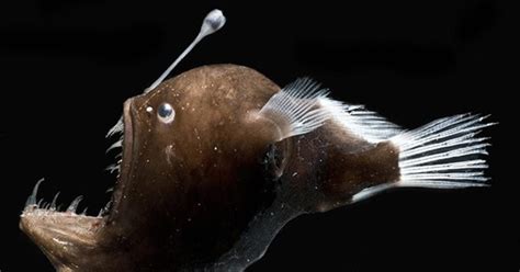 Genetics Shed Light On Symbiosis Of Anglerfish And Glowing Bacteria Cals