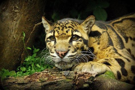 Clouded Leopard Clouded Leopard Great Ape Cetacean Marsupial Cat 2