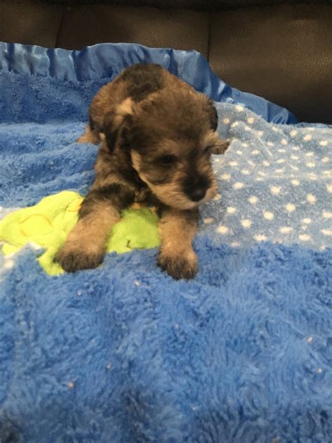 L am a breeder surrender rescue if you need to surrender your dogs or puppies piease contact me.aiso rescue. Miniature Schnauzer For Sale in Indiana (16) | Petzlover
