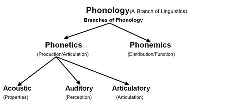 Phonology Linguistics In Social Studies