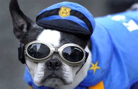 Photos Cute Dogs Dressed Up For Halloween Costume Party