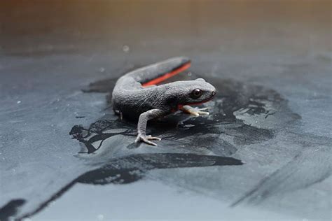 Types Of Pet Salamanders Pictures Facts The Critter Hideout