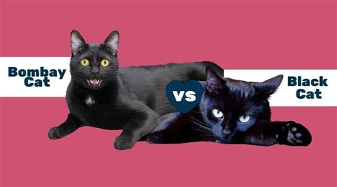 Bombay Cat Vs Black Cat Whats The Difference Love Your Cat