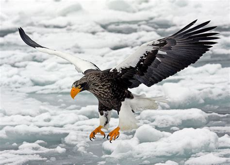 Gulls, or colloquially seagulls, are seabirds of the family laridae in the suborder lari. Sea Eagle Bird | Info & Latest Cute Pictures | All ...