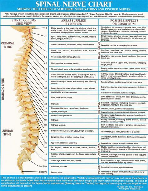 Spine Nerve Chart Diagram