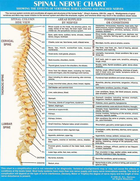 Spinal Nerve Function Chart