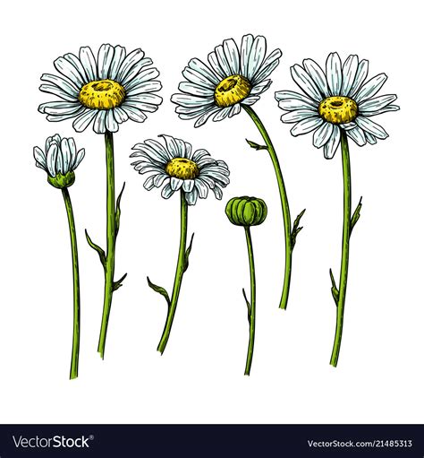 Daisy Flower Drawing Hand Drawn Floral Royalty Free Vector