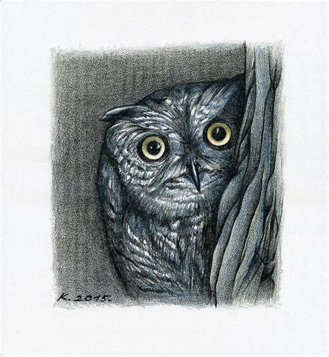 Owl Bird Original Pencil Drawing Art Quick Sketch Artist Europe