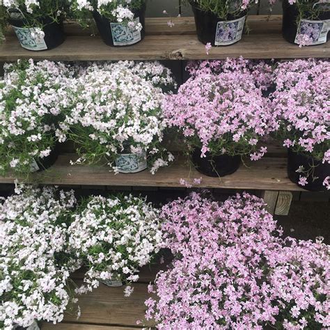A flower, sometimes known as a bloom or blossom, is the reproductive structure found in flowering plants (plants of the division magnoliophyta, also called angiosperms). Knollwood Garden Center on Instagram: "Looking for spring ...