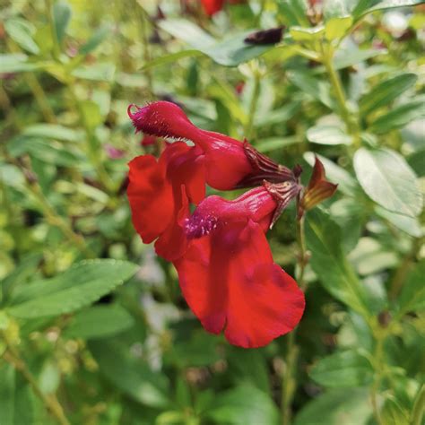 Salvia Greggii Mirage Cherry Red Le Chatel Des Vivaces