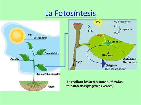 La Fotosíntesis Y La Vida ¿cuál Es La Importancia De Los Organismos