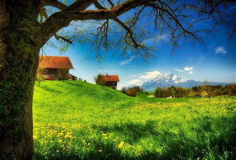 Spring Meadow Wallpapers Wallpaper Cave