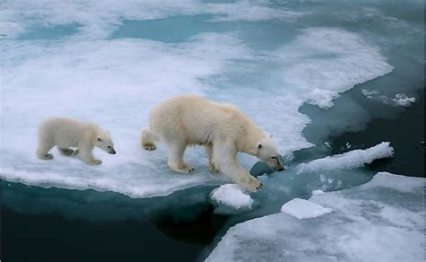 How Is The Polar Bear Adapted To Its Environment Worldatlas