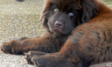 Newfoundland Dog Puppy Brown