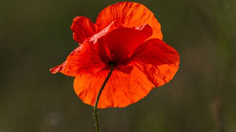 Download Wallpaper 3840x2160 Poppy Flower Red Bright