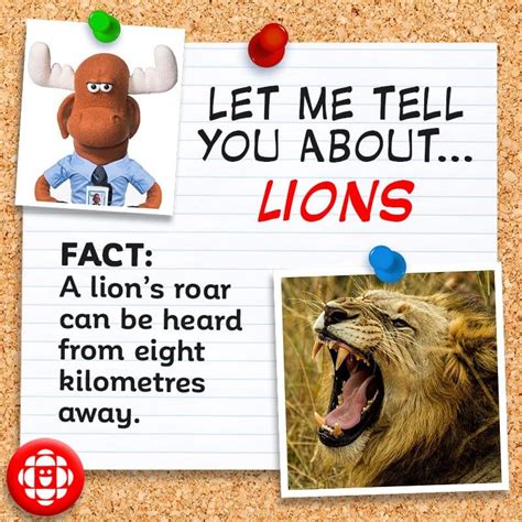 5 Fun Facts About Lions Explore Awesome Activities And Fun Facts
