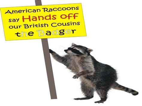 All Gas And Gaiters American Raccoons Protest In Support Of British