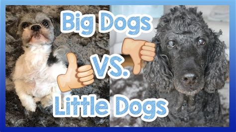 Small Dogs Vs Big Dogs Meme Ng