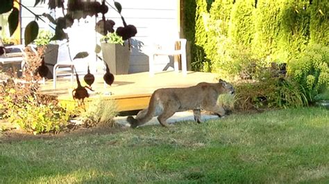 Cougar Shot Another At Large After Woman Charged In Langford Bc