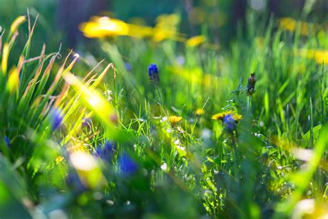 Depth Of Field Bokeh Macro Sunlight Nature Grass Flowers Blue