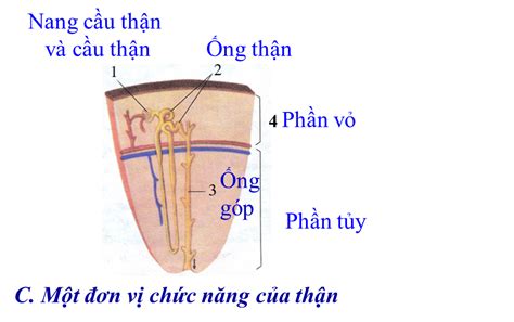 Sinh Học 8 Bài 38 Bài Tiết Và Cấu Tạo Hệ Bài Tiết Nước Tiểu