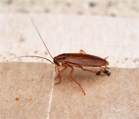 Steps To Prevent Cockroaches From Invading Your Space Drive Bye Pest Exterminators