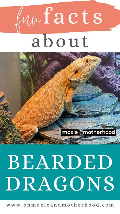 Fun Facts About Bearded Dragons On Moxie And Motherhood