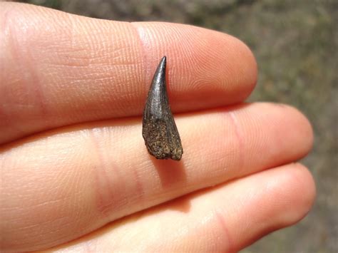 Rare Alligator Gar Tooth Recently Sold Fossils Prehistoric Florida