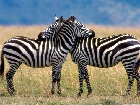 For example, stripes on a zebra's back may help thermoregulate, whereas stripes on the animal's legs — where zebras are more likely to get bitten by flies — may. HD Zebra Wallpapers | High Definition Wallpapers, High ...