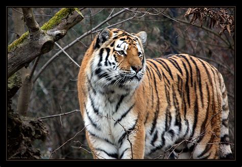 Tiger In The Woods Foto And Bild Tiere Zoo Wildpark And Falknerei