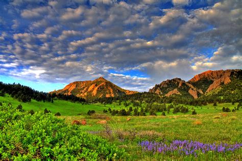 Boulder Spring Wildflowers Photograph By Scott Mahon Fine Art America