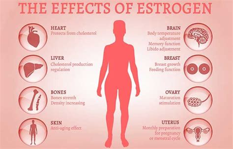 10 Signs That Your Body Has Too Much Estrogen Which Can Lead To Weight