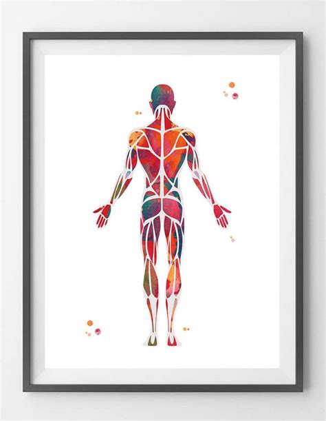Muscular System Watercolor Print Anatomy Art Human Muscles