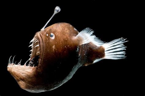 Bacteria In Deep Sea Anglerfish Give The Predators A Luminescent Glow