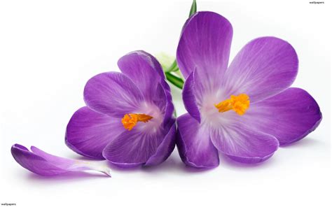 Violet Flower Wallpapers Download Violet Flower Wallpapers 21000