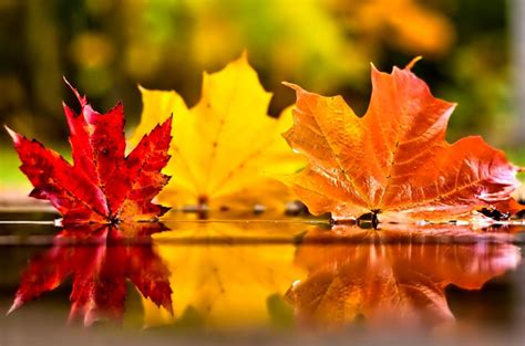 Three Coloured Autumn Leaves In The Mirror Of Water