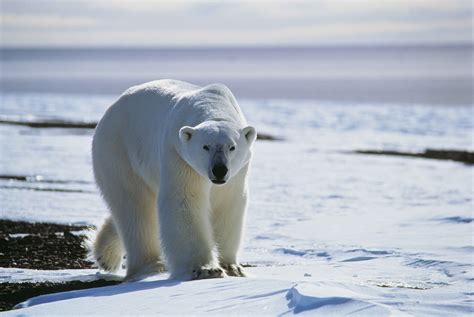 Polar Bear Attack In Greenland Gratuitously Blamed On Recent ‘heat Wave