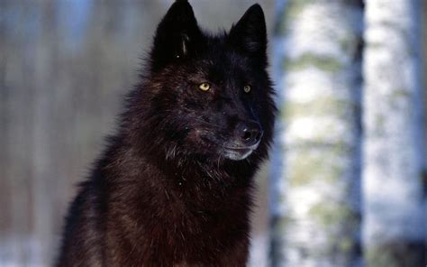Black Wolf Wallpapers Top Free Black Wolf Backgrounds Wallpaperaccess