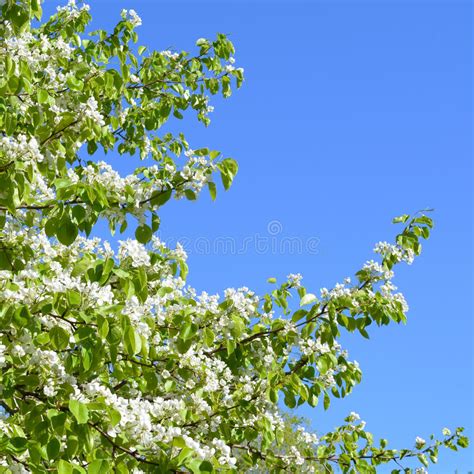 Spring Blooming Tree Branches With White Flowers Against Blue Sky