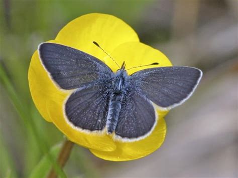 Scottish Small Blue Week Big Boost For Small Blue