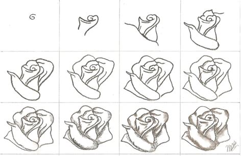 Cómo Dibujar Una Rosa Diagrama