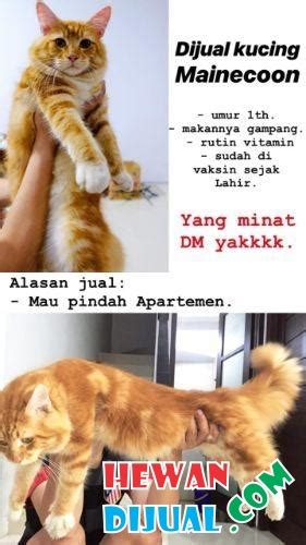 Gunakan penggaris atau pita pengukur untuk mengukur panjang dan tinggi kucing. Dijual Kucing Maine Coon di Jakarta Barat | HewanDiJual.com